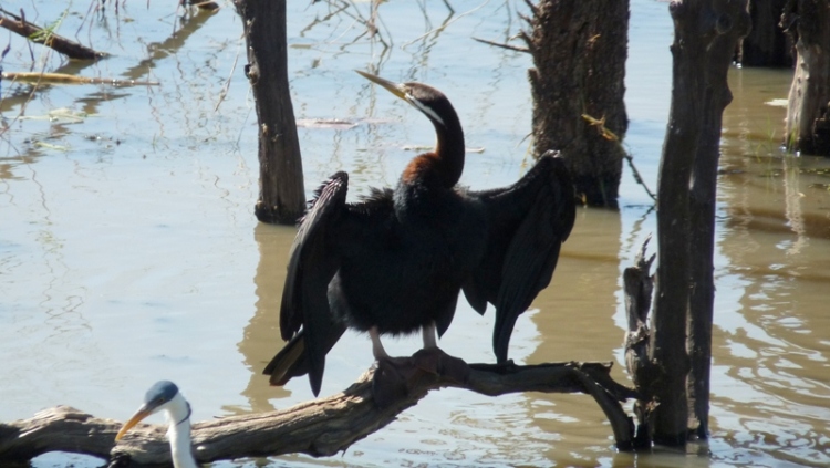 Schlangenhalsvogel